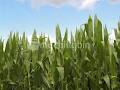 mychillybin NZ fresh stock images library image 6
