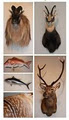 4 Real Taxidermy - Tauranga Taxidermist logo