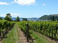 Cooks Beach Vineyard image 2