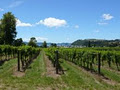 Cooks Beach Vineyard image 3