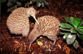 Otorohanga Kiwi House and Native Bird Park image 5