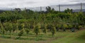 Domar Specimen Trees image 1