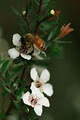The Honey Collection image 2