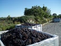 Unison Vineyard image 3