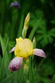 Garden in Christchruch - Frensham Gardens image 2